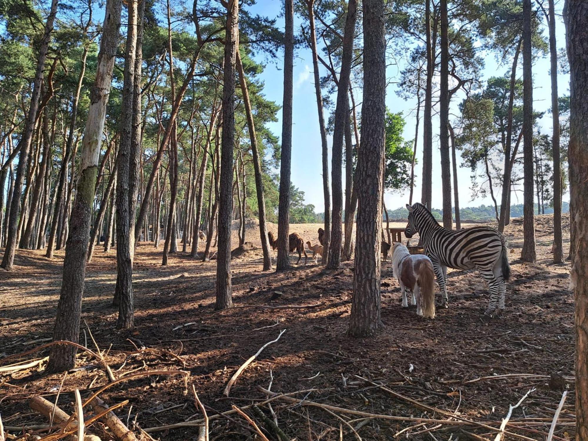 Ruim Chalet, Midden In Het Bos! ヌンスペート エクステリア 写真